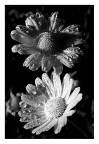 b/w b/w