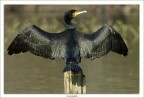 Cormorano Cormorano