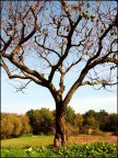 L'albero L'albero