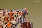 Melitaea didyma Melitaea didyma