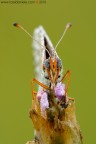 Ritratto di Melitaea Didyma Ritratto di Melitaea Didyma
