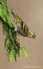 Lucherino eurasiatico (Carduelis spinus) - Acrobata Lucherino eurasiatico (Carduelis spinus) - Acrobata