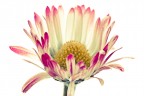 la mia primavera - 6