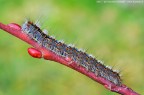 Malacosoma neustria (Linnaeus, 1758) Malacosoma neustria (Linnaeus, 1758)