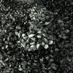 moltitudini moltitudini