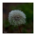 ...batuffolo... ...batuffolo...