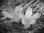Crocus Crocus