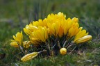 Crocus Selvatica Crocus Selvatica