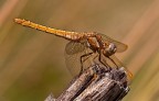 Orthetrum brunneum Orthetrum brunneum