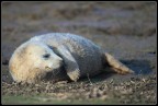 Piccolo di Foca Piccolo di Foca