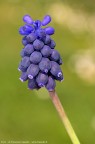 Muscari neglectum Guss. ex Ten., 1842 Muscari neglectum Guss. ex Ten., 1842