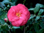 magnolia
