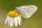 Aporia crataegi Aporia crataegi