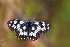 Melanargia Melanargia