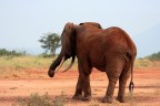 Tsavo Est Kenya, maschio solitario......