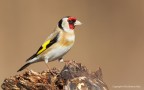 Cardellino-(Carduelis-carduelis) Cardellino-(Carduelis-carduelis)