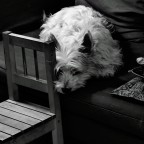 Cane sul divano Cane sul divano