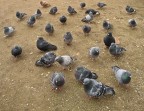 Tutti in piazza
