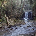 nel bosco