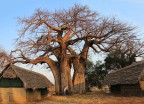 Baobab Baobab