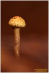Pholiota nella nebbia Pholiota nella nebbia