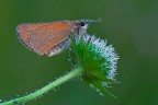 Hesperiidae con rugiada. Hesperiidae con rugiada.
