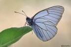 Aporia crategi