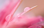rosa rosa