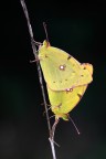 Colias in love Colias in love