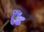 Un'Hepatica nobilis di notte...di ritorno da un giro nel bosco piovigginante, sperando di trovare pi facilmente degli animali da fotografare...
--
5d2, 300 f4 IS, f8, 20", iso 160, tripod, 430EX mk2

ciao!