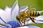 nel mio giardino