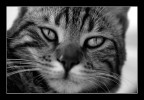 felino casalingo felino casalingo