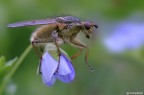 Scatophaga sul fiore Scatophaga sul fiore