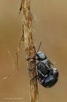 Chrysomelidae - Timarcha sp Chrysomelidae - Timarcha sp
