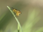 Mosca al sole Mosca al sole