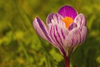 Crocus Crocus