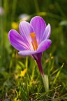 Crocus IV Crocus IV