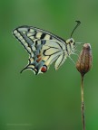 Papilio machaon Papilio machaon