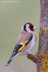 Cardellino (Carduelis carduelis) Cardellino (Carduelis carduelis)