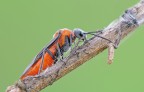 Dolerus schulthessi