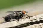 Scattata con Eos 50d, Tamron 90 macro, iso 160 f8 1/100 flash a led a luce continua.