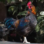 Chicchirichiiiiiiiii Chicchirichiiiiiiiii