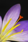 Crocus Crocus