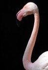 Fenicottero rosa Fenicottero rosa