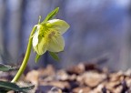 Helleborus Helleborus