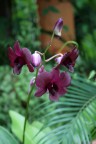 Orchidea Orchidea