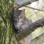 sull'albero sull'albero