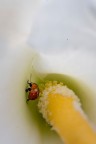 Coccinella Coccinella