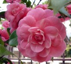 88 CAMELIA 88 CAMELIA