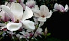 magnolia magnolia